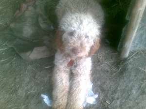 CATEL RASA LAGOTTO ROMAGNOLO