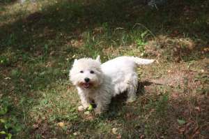 Femela adult West Highland White Terrier (Westie) 3 ani,   400 ron!
