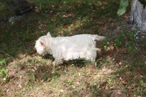 Femela adult West Highland White Terrier (Westie) 3 ani,   400 ron!