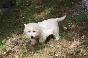 Femela adult West Highland White Terrier (Westie) 3 ani,   400 ron!