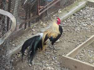 Oua de incubat din rasa  Phoenix