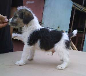 Vand pui foxterrier rasa pura Salonta Bihor