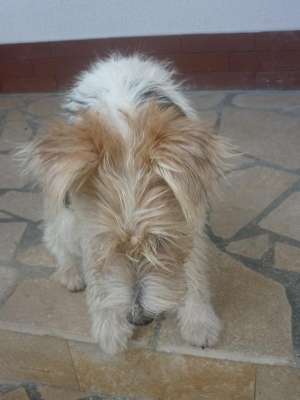 Vand pui foxterrier rasa pura Salonta Bihor