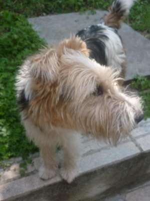 Vand pui foxterrier rasa pura Salonta Bihor