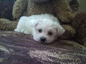 VAND SHIHTZU SI BICHONI 100 RON