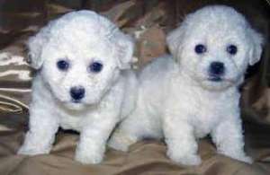 VAND SHIHTZU SI BICHONI 100 RON
