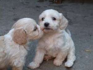 VAND SHIHTZU SI BICHONI 100 RON