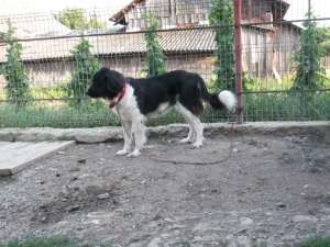 Ciobanesc Romanesc de Bucovina,   femela,   2 ani