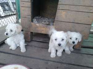 Pui Bichon maltez albi 100 Euro