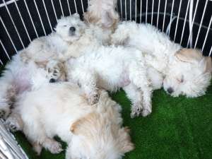 Pui Bichon maltez albi 100 Euro