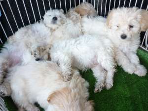 Pui Bichon maltez albi 100 Euro