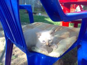 dau spre adoptie