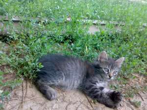 dau spre adoptie