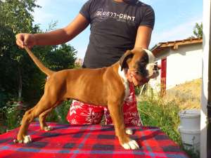 Vand catei de boxer