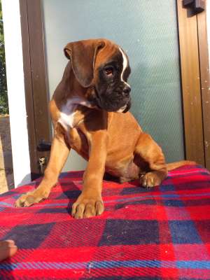Vand catei de boxer