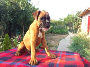 Vand catei de boxer