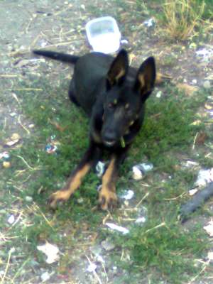 Pierdut catel