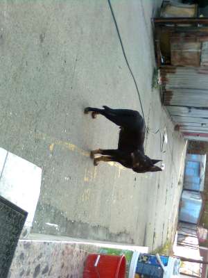 Pierdut catel