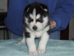 VAND PUI HUSKY SIBERIAN SUPERBI!!!