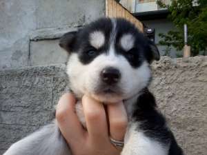 VAND PUI HUSKY SIBERIAN SUPERBI!!!