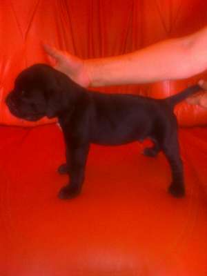 Cane corso puii