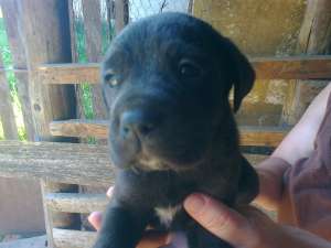 Vand pui cane corso