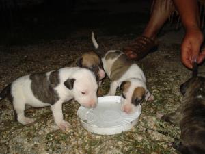 vand pui bull-terrier