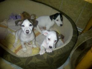 Vand catei Jack Russell Terrier