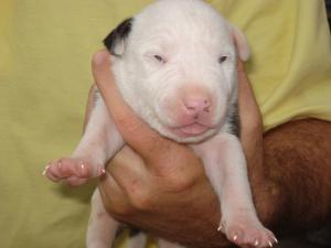 vand pui bull-terrier