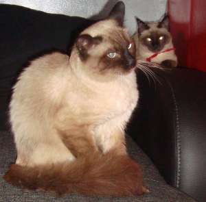 Birmaneze de rasa pura direct de la crescator!