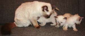 Birmaneze de rasa pura direct de la crescator!