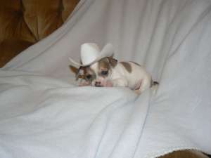 Chihuahua de vanzare .