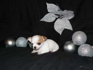 Chihuahua de vanzare .