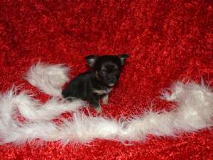 Chihuahua de vanzare .