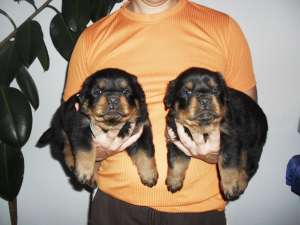 pui rottweiler de vanzare