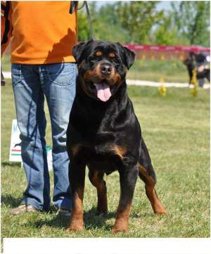 pui rottweiler de vanzare