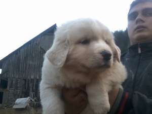 Vindem catei ciobanesti de bucovina