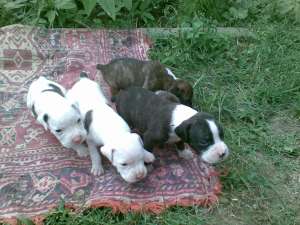 Vand Boxer german tigrat