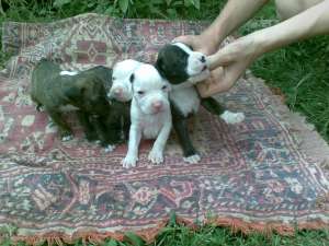 Vand Boxer german tigrat