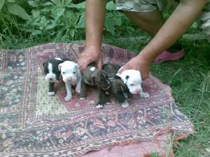 Vand Boxer german tigrat