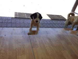 Ofer spre adoptie catelusa metis de pointer englez