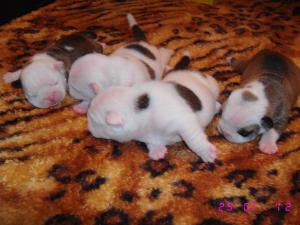 vand buldog englez cu pedigree