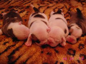 vand buldog englez cu pedigree