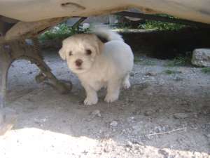 vand 1 fetita bichon maltez alba