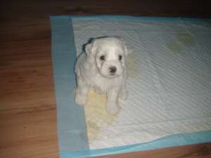 vand 1 fetita bichon maltez alba