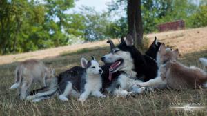 Husky Siberian