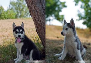Husky Siberian
