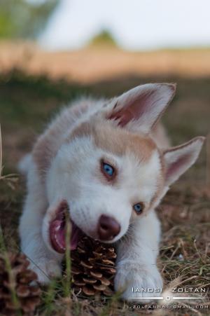 Husky Siberian