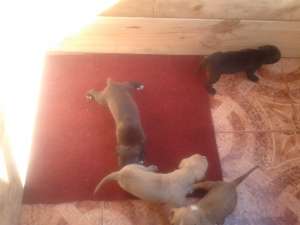 pui amstaff
