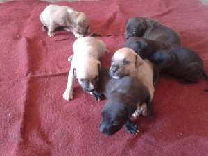 pui amstaff